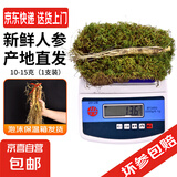 新鲜人参  长白山现挖 东北带土鲜参 人叁煲汤泡水泡酒料 鲜人参10-15g/支 1支