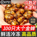 妙普乐知了猴新鲜活体【顺丰多地次日达】2025新货鲜活冷冻金蝉爬叉蝉蛹 【精选A级】金蝉100只