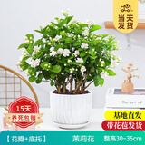开时果 茉莉花盆栽浓香型 桌面绿植物阳台花卉树苗盆景摆件源头直发包邮 精品茉莉花5-10株【花瓣瓷盆】