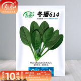 寿禾 大叶小叶菠菜种子大全波菜种蔬莱耐寒蔬菜四季播寿光夏秋菜籽 （冬）寿禾冬播614菠菜种子 300g