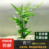 【京东物流】水草套餐 好养耐活真水草植物绿菊大叶绿九冠鱼缸 玉竹两杯(吸底杯)