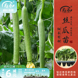 寿禾 蔬菜苗活苗带土发货大全菜苗种苗春夏各种秧苗山东寿光苗子阳台 长丝瓜苗 5棵