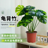 雅致40-50cm龟背竹花卉盆栽客厅绿植室内好养办公室桌面摆件源头直发