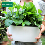 奥美优 自动吸水花盆大号椭圆形树脂塑料双层长形花卉绿植盆 不含绿植