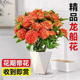 爱优尚龙船花盆栽大红绣球花庭院四季开花盆栽阳台室外中国红源头直发