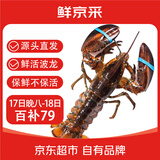 鲜京采【活鲜】波士顿龙虾波龙净重450-550g/只 保鲜不保活