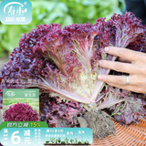 寿禾 生菜种子四季播紫色夏秋蔬菜莱种紫叶家庭种寿光菜籽叶菜种籽 潍丰紫生菜种子15g