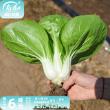 寿禾油菜种子矮脚上海青梗菜蔬菜小白菜快菜夏秋寿光蔬种籽四季青菜 寿冠矮脚黄白菜种子 25g