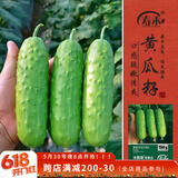 寿禾 强雌性旱黄瓜种子种苗春季蔬菜种籽 潍育冰翡翠旱黄瓜种子50粒