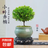 小叶赤楠盆景植物办公花卉基地直销批发绿植盆栽室内摆件花卉绿植 赤楠+绿色裂纹盆+苔藓+圆底座