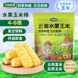 华田禾邦【日日鲜】水果玉米2斤 新鲜甜黏玉米粒 低脂代餐早餐 烧烤食材