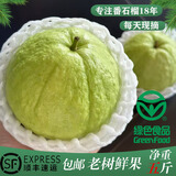 甘坡石榴现摘老树台湾白心芭乐果孕妇儿童番石榴水果新鲜送礼6斤顺丰 白心6斤含箱