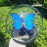 大蓝闪蝶标本【真蝴蝶标本】稀有进口天堂凤蝶摆件 大蓝闪蝶 球型摆件
