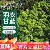 花沃里羽衣甘蓝种子100粒/包 蔬菜种子盆栽阳台种菜土四季菜籽阳台庭院