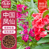 寿禾 凤仙花种子苗染指甲花四季盆栽种植花卉种籽 中国凤仙花种子100g
