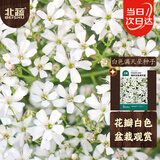 北蔬 满天星种子苗白色室内四季盆栽花卉籽 盆栽白色满天星种子2000粒