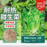 北蔬 生菜种子家庭盆栽夏天菜四季速生蔬菜种籽 热雄101甜生菜种子20g