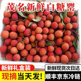采缇（CAITI）2025现摘白糖罂新鲜荔枝广东茂名高州白糖罂新鲜纯甜应季水果整箱 纯甜荔枝1斤（净重0.9斤）