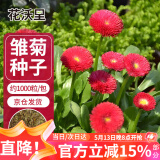 花沃里雏菊花种子约1000粒 花卉种子阳台盆栽种菜土四季草籽庭院/田间种
