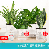 绿有意绿植盆栽多肉花卉盆栽植物室内桌面水培绿植办公室客厅植物懒人 金边吊兰+碧玉+绿萝+虎皮兰 带盆带土发货