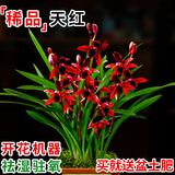 劉閣蘭花刘阁兰花苗盆栽 建兰天红 夏带花苞出售红素好养花卉四季室内好养 天红3苗:带盆土肥,说明书