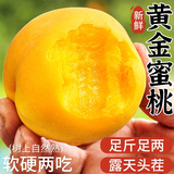 春福乐 山东蒙阴黄桃【地标认证】新鲜水果现摘现发桃子孕妇水果 5斤严选装丨泡沫托丨净重4.5斤