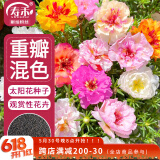寿禾 重瓣太阳花种子苗混色大花四季播花种籽 重瓣太阳花种子约8000粒