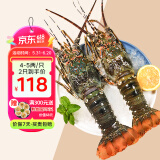 鲟食 生鲜小青龙新鲜冷冻龙虾 国产超大青龙虾 海鲜大虾送礼 3只*0.8-1斤/只 大青龙虾