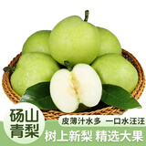 京地达梨砀山青梨翠冠梨净重8.8斤单果250g+新鲜梨子水果源头直发