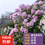 蔷薇花苗爬藤植物藤本月季四季花卉特大浓香型玫瑰盆栽庭院阳台 薰衣草花环【四季大花浓香】不含盆 高约20cm