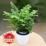 若绿绿萝水培植物室内阳台桌面蓄水盆盆栽水培居家免打理源头直发包邮 铁线蕨     白色蓄水盆