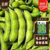北蔬 毛豆种子种苗特早熟大荚菜豆青黄豆四季蔬菜籽 淮鲜豆7号种子50g