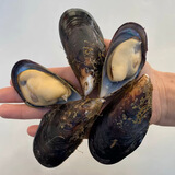 柒岛海捕大青口贝鲜活特大海虹淡菜新鲜冷冻海鲜贻贝青口贝水产 7斤(净重)  鲜活海鲜会吐水