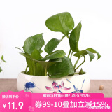 奥美优水仙花盆陶瓷铜钱草花盆一叶莲碗 睡莲水养水培花盆多肉 蓝彩荷趣