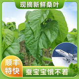 沃绣 蚕宝宝当天发货 活蚕宝宝蚕卵小蚕彩色蚕新鲜桑叶学生养蚕套装 桑叶1斤送结茧网/发顺丰