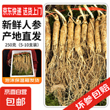 新鲜人参  长白山现挖 东北带土鲜参 人叁煲汤泡水泡酒料 鲜人参250g（5-10支装）