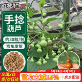 花沃里手捻葫芦种子30粒 花卉种子草籽家庭盆栽阳台办公庭院花坛种植
