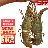 携宴福建小青龙虾大号龙虾海捕活冻大花龙海鲜水产 端午送礼生鲜水产 1只*400-500克/只 【强烈推荐】