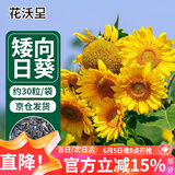 花沃里 盆栽矮向日葵种子 花卉种子家庭盆栽向日葵阳台校园花坛约30粒