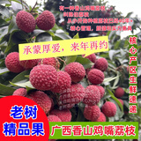 鸡嘴荔枝[次日达]广西荔枝香山核心产区40岁老树果树上熟产地直发 2斤（尝鲜版10%客户选择）
