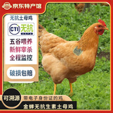 缘琳山煲汤老母鸡  炖鸡汤土鸡月子鸡 土母鸡 大别山农家散养 可溯源身份证老母鸡2斤左右x1只