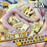SMVP玉米蛇活物真蛇宠物蛇爬宠幼体翠青异宠白化蛇宠无毒黑王暴风雪盲 幽灵白边布鲁克【苗】