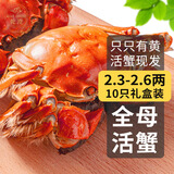 【活蟹】乾澄大闸蟹现货 全母蟹2.3-2.6两 10只 鲜活螃蟹生鲜河蟹海鲜礼盒装源头直发