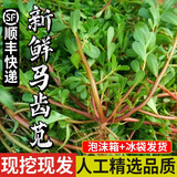 良知农哥 【顺丰】新鲜现挖马齿苋菜 马齿苋长寿菜五行草 【绿梗种植马齿苋】 2斤