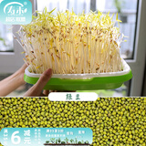 寿禾 芽菜种子萝卜四季秋季四季无土水培蔬菜豌豆芽 绿豆芽种子 500g