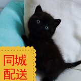 舒腾中华田园小猫咪活体田园猫宠物家养猫咪橘猫幼猫活体土猫狸花猫咪 田园级 黑猫 公（幼猫两个月左右）