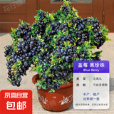 蓝莓树果苗蓝莓苗盆栽地栽果苗带大果南北方种植苗兔眼绿宝石果树 8年苗_黑珍珠/带叶带土发货