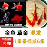 金鱼小金鱼好养耐活 4-6cm金鱼 草金混发5+1备损发6条