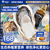贝司令（BEISILING）【鲜活】乳山生态生蚝牡蛎贝类烧烤源头直发4XL净重9斤 海鲜水产