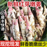 良知农哥【顺丰】新鲜现挖嫩姜 红芽嫩姜芽子姜 可做泡姜醋泡姜 山东红芽嫩姜2斤 【嫩姜根部都会有丝哦】